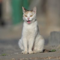 ранее утро :: Maxim Lanin