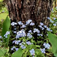 Незабудки :: Veera V Незабудки :: Veera V