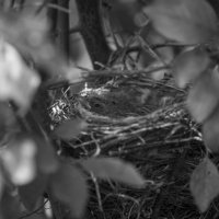 Обыкновенная овсянка :: Константин Сафронов