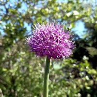 Лук декоративный :: Veera V