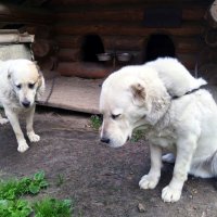 Обиженные алабаи. :: Ольга Довженко