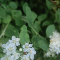 коровка :: Галина R...