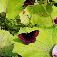 Июль...Бабочка чернушка на листьях мать - и-мачехи! :: Владимир 