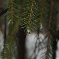 капля.... :: Андрей Петренко