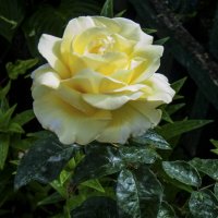 Нежная роза,Старлайт :: Валентин Семчишин