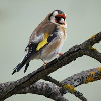 Щегол :: Лина 