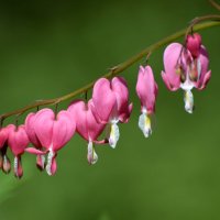 Весна в Аптекарском... :: Наташа *****