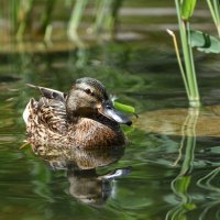 Весна в Аптекарском... Утица. :: Наташа *****