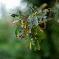 Дождь :: Петр 