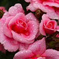 Розовое утро :: Юрий. Шмаков Розовое утро :: Юрий. Шмаков