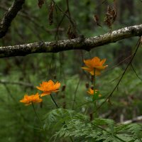 *** :: Владимир 