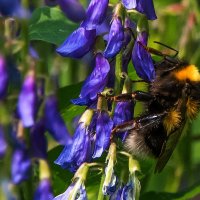 *** :: Владимир Безбородов *** :: Владимир Безбородов