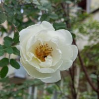 Цветет шиповник :: Елена Семигина