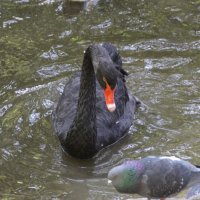 Черный лебедь :: Валентина 
