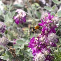 Копеечник цветёт :: Галина Ильясова