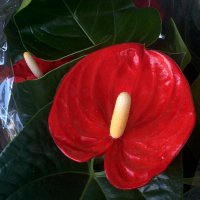 "Мужское счастье" (Антуриум) :: Светлана Хращевская "Мужское счастье" (Антуриум) :: Светлана Хращевская