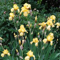 Ирис :: Рита Симонова