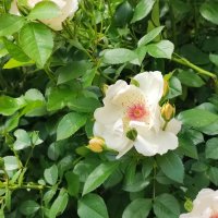 ,,, :: Сергей Тимоновский