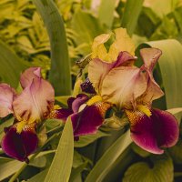 Время ирисов. :: Петр Беляков