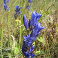 Горечавка :: Anna Ivanova