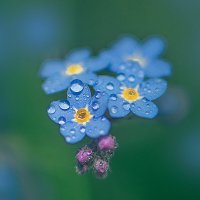 * :: Svetlana Galvez * :: Svetlana Galvez