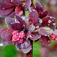 Бусинки :: Михаил Свиденцов