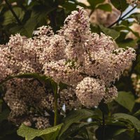 Ещё буйно цветёт сирень. :: Петр Беляков