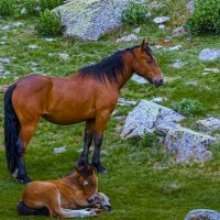 лошадь с жеребенком :: Aleksey Afonin лошадь с жеребенком :: Aleksey Afonin
