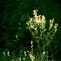 Летние этюды 12 :: Алексей Кузнецов