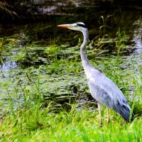 Смотрящая :: Юрий. Шмаков