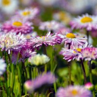 лето в сибире началось :: Евгений Фролов