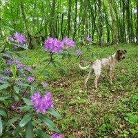 Бади на прогулке :: Tata Wolf Бади на прогулке :: Tata Wolf