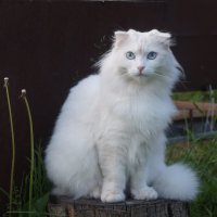 Портрет кошки в саду :: Сергей Ц Портрет кошки в саду :: Сергей Ц