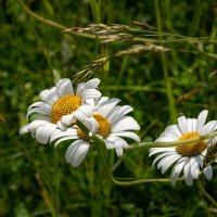 Самые родные... :: Николай Гирш Самые родные... :: Николай Гирш