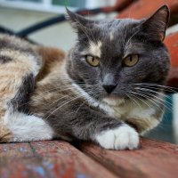 нюшка на лавке :: Александр Леонов