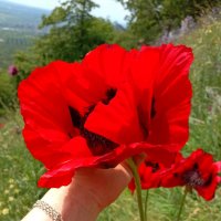 Реликтовый мак :: Екатерина Филипенко