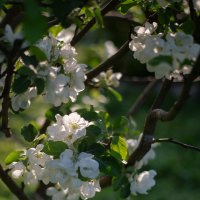 Яблони цвет :: Павел Харлин