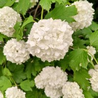 Калина :: Сапсан 