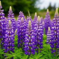 Люпины :: Ольга 