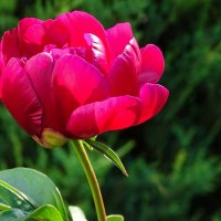 Цветут пионы в Смоленске. :: Милешкин Владимир Алексеевич 