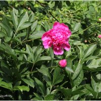 *** :: Роланд Дубровский *** :: Роланд Дубровский