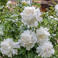 Время пионов :: Валерий Иванович