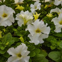 Петуния :: Анатолий Чикчирный