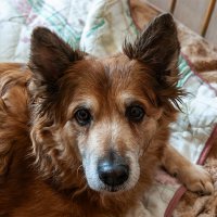 Хозяин, я полежу на твоей кровати? :: Игорь Сикорский