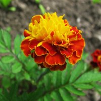 Красавчик :: Людмила Смородинская