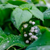 Ландыши :: Dmitry i Mary S