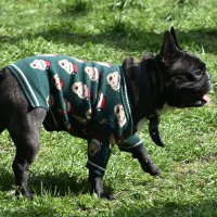 Москва. Парад французских бульдогов в усадьбе «Воронцово». :: Наташа *****