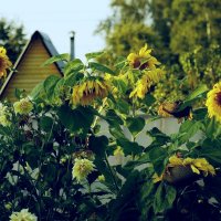 Подсолнухи :: Сергей Швечков