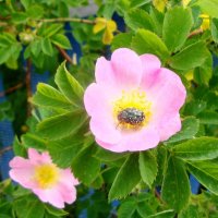 ласковый цветочек... :: Галина Флора ласковый цветочек... :: Галина Флора