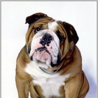 Портрет :: Владимир Попов